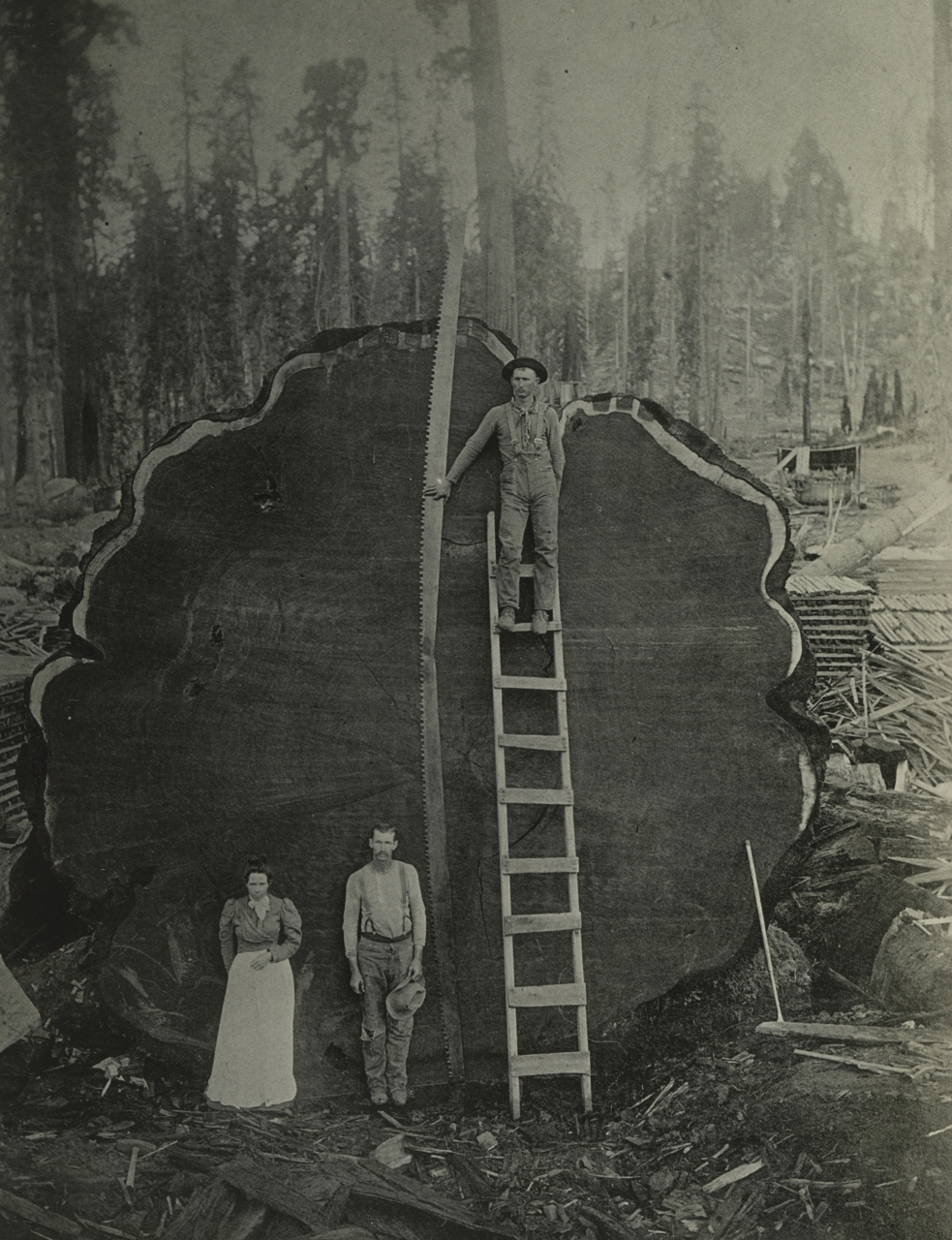  |N. E. Beckwith, Holzarbeiter vor einem gefällten Mammutbaum, Sequoia National Park, Kalifornien, USA, 1892 (© National Geographic Image Collection)